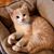 Sandy Staat's profile image