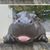 Michelle Searfoss's profile image