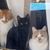 Roxanna Rennae Carpenter's profile image