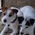 Anne Weis's profile image
