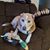 Shasta Wyatt's profile image