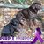 Ginger Pippert's profile image