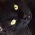 Suzy Hicks's profile image