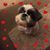 Charlie RomanoOlson's profile image