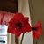 Iris Rosales's profile image