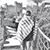 Mohinder Nathan's profile image
