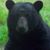 Dave Stump's profile image
