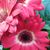 Michelle Hebert's profile image