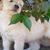 Gold Pups's profile image
