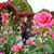 Shigemi Ishii's profile image