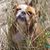Jesse Saglio's profile image