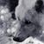 Angelique Harsh's profile image