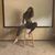 Shareefa Gyami's profile image