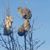 Meadow Macklin Green's profile image