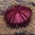 Dick Mahan's profile image
