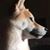 Samantha Sillett's profile image
