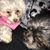 Michelle Hoskin's profile image