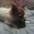 Jillian Sylvester's profile image