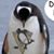 Roxanne Cole Conchilla's profile image