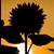 Lisa Bartolucci Newman's profile image