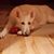 Cheryl Maynard's profile image