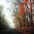 Denise Beauchesne Nobles's profile image