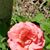 Valerie Jones-Gay's profile image