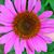 Bea Tryon's profile image