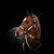Carolynn Leuenberger's profile image