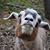 Totes McGoats's profile image