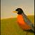 Robin Root's profile image