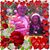 Debbie Stewart's profile image