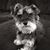 Dianne Carmel's profile image
