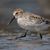 Shirley Goodsell Engerbretson's profile image