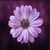 Michelle Guss Nagy's profile image
