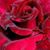Rosario Cala Botella's profile image