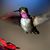 Fay Dowling's profile image