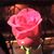 Pamela Lafferty Haines's profile image