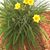 Brenda Fliehler Antons Sullivan's profile image