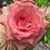 Misty Ducharme Callinan's profile image