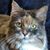 Donna Cappellano's profile image