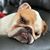 Sophie Tucker Payne's profile image