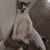 Faizal Azmi's profile image