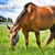 Sherrie Shannon's profile image