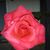 Opal Pugh's profile image