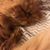Renate Wapenhensch's profile image