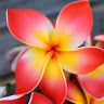Tanya E.'s profile image