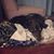 Elizabeth Saval's profile image