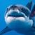 David Knourek's profile image