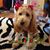 Trish Sandri Brown's profile image